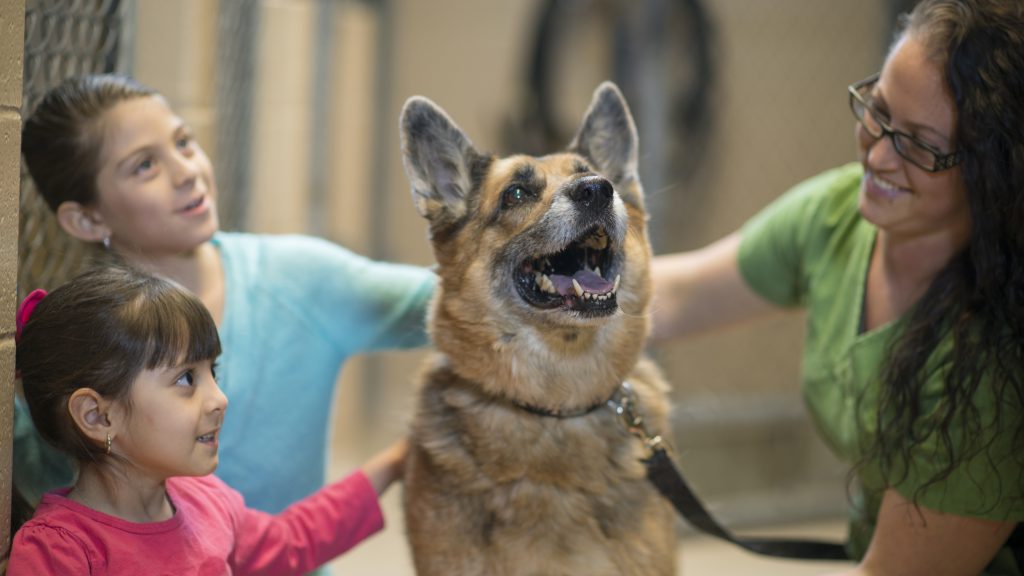 Descubre Las Ventajas De Adoptar A Un Perro Adulto Cadena Dial