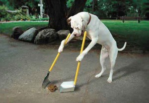 perro-limpiando-excrementos2