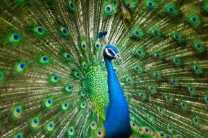 beautiful-male-peacock-2363750__340