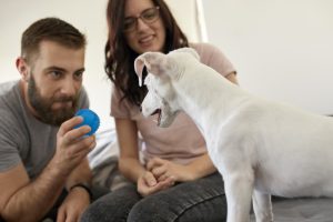 Couple playing with dog at home