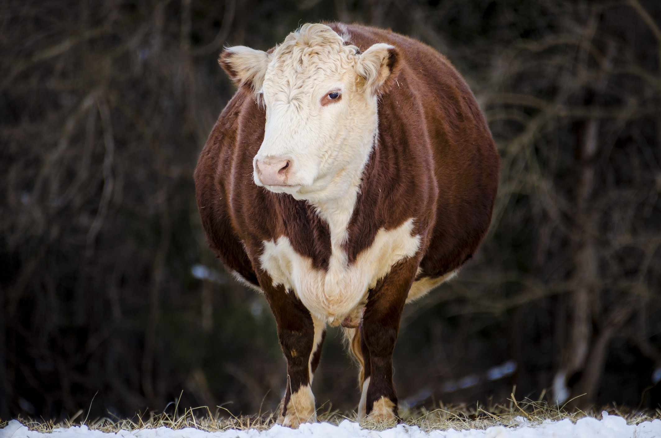 La Vaca Que Ríe bromea con todo lo que está engordando en esta cuarentena