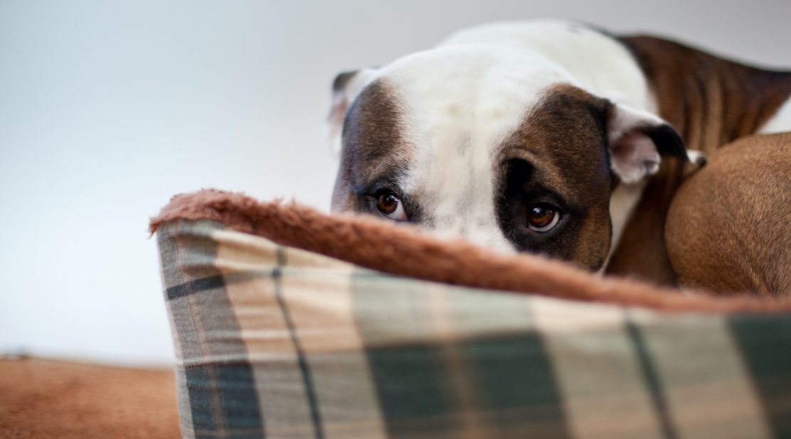 ¡Cuidado! Así Debes Tranquilizar A Tu Perro Cuando Esté Asustado ...