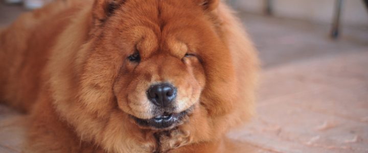 Los Perros Tambien Tienen Clase Estas Son Las Razas Mas Sofisticadas Cadena Dial