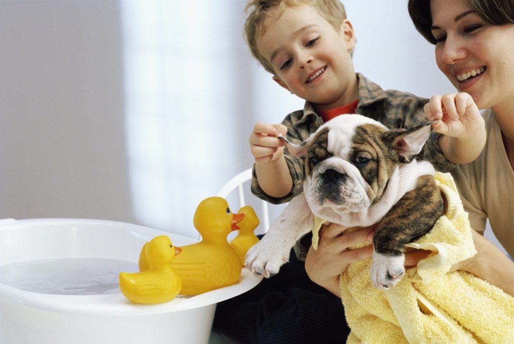 Detergente Especial Mascotas  Elimina el olor y manchas de sus camitas