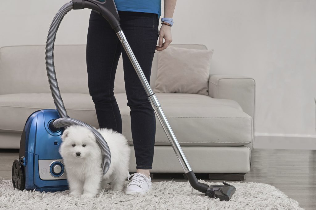 Mascotas C Mo Limpiar Tu Casa A Fondo Si Tienes Una Cadena Dial