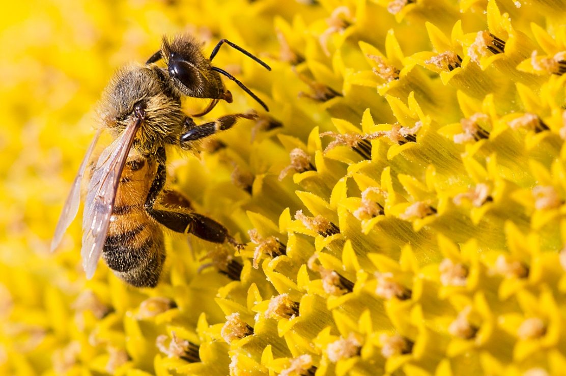 Eva y Que celebra el Día Mundial de las Abejas: "Dar cera, pulir cera