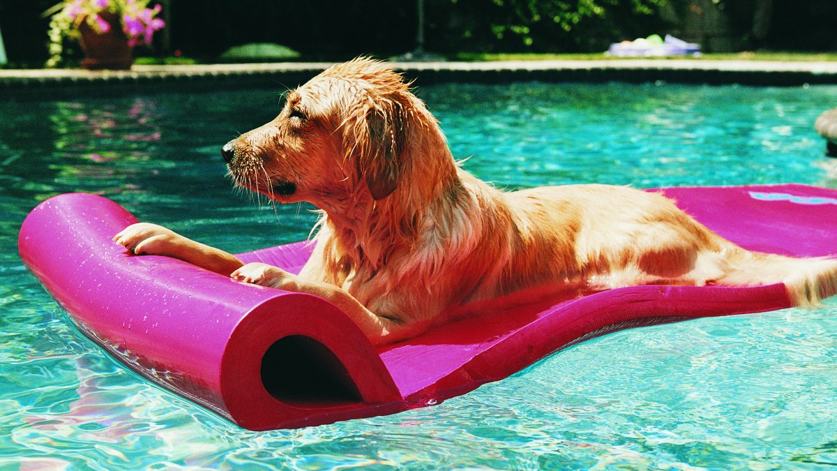 Piscinas aptas para perros en las que se puede refrescar tu mascota 