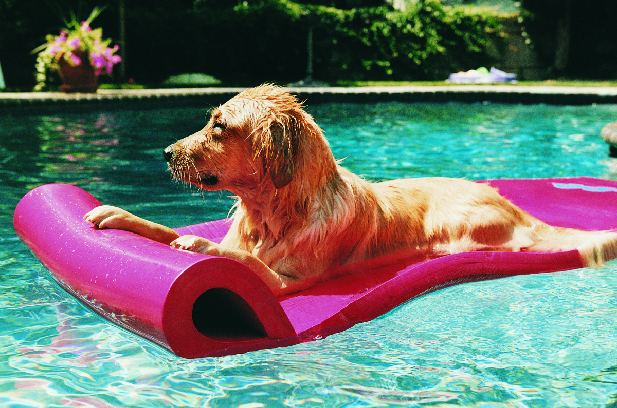 Las 6 mejores piscinas para perros de  y otras tiendas de