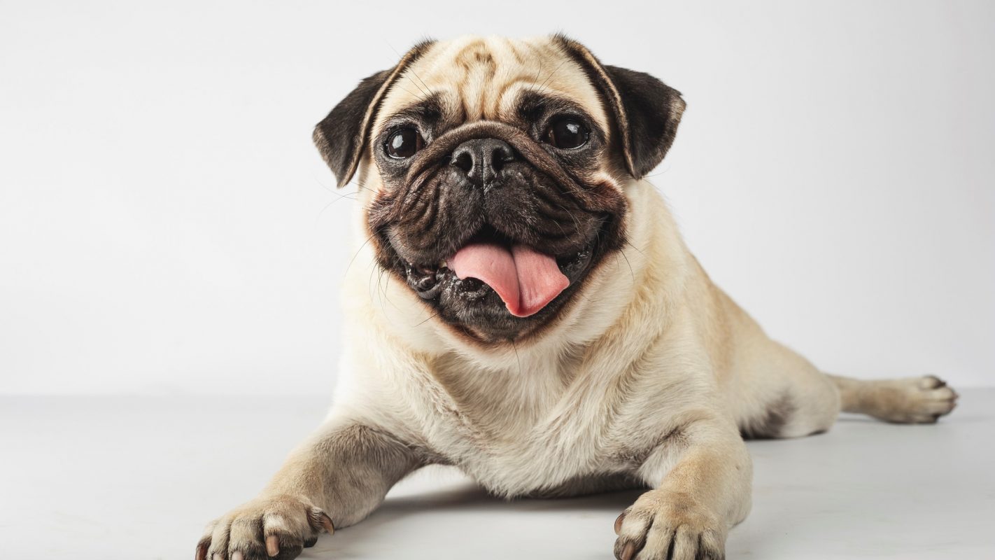 Más perros en casa: 5 razones para adoptar a una mascota - Cadena Dial