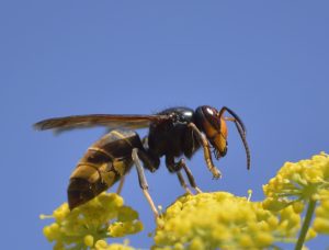 Un avispa oriental posándose en una flor.