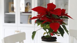 Vibrant Poinsettia decorating at home