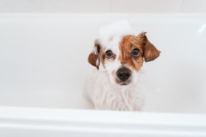 cute lovely small dog wet in bathtub, clean dog with funny foam soap on head. Pets indoors