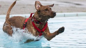 mascotas perro en piscina