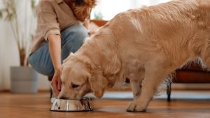 Couple with dog at home