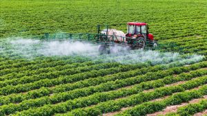 Farmers Spray Pesticide At Tomato Field In Changji