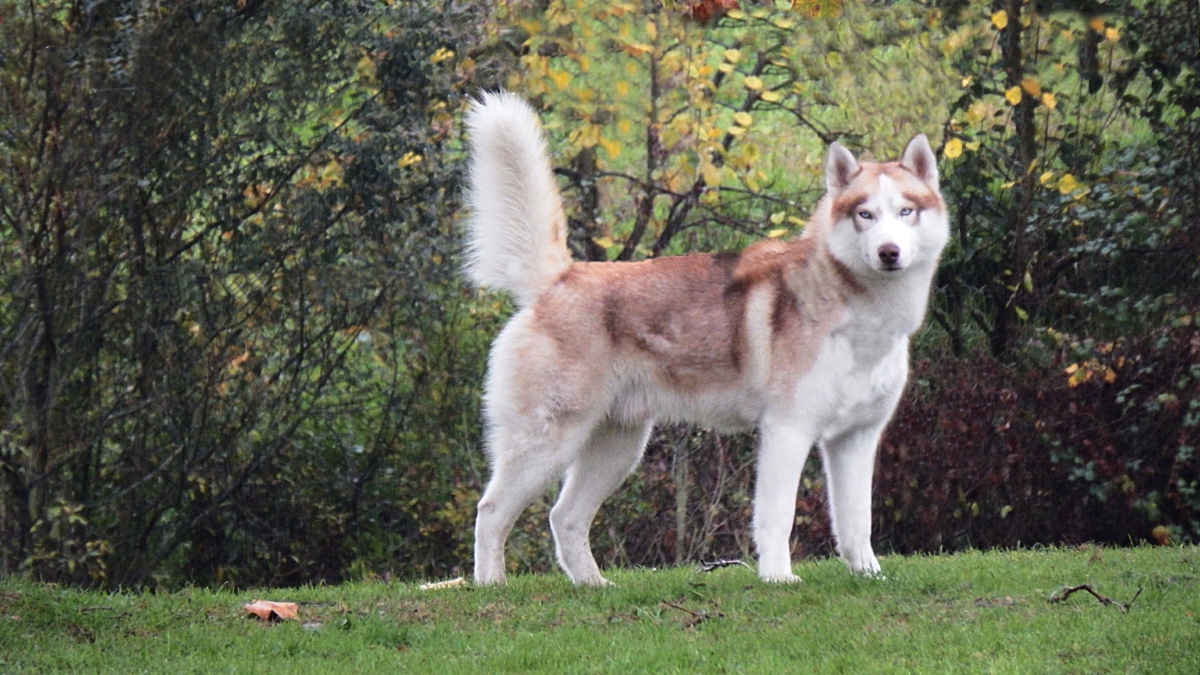 Perros de raza Akita Inu