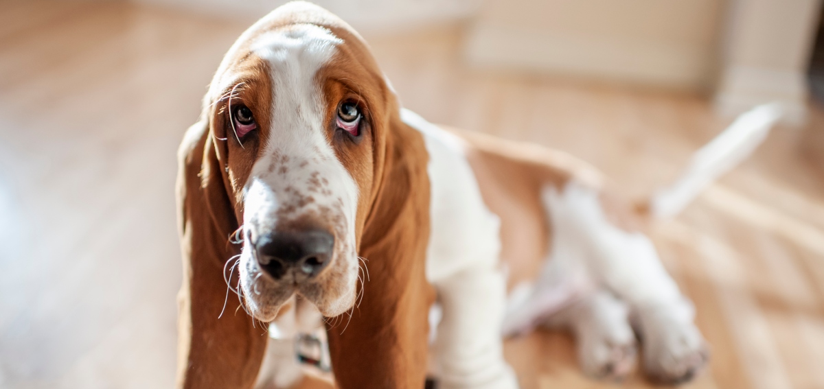 Perros de raza Basset hound