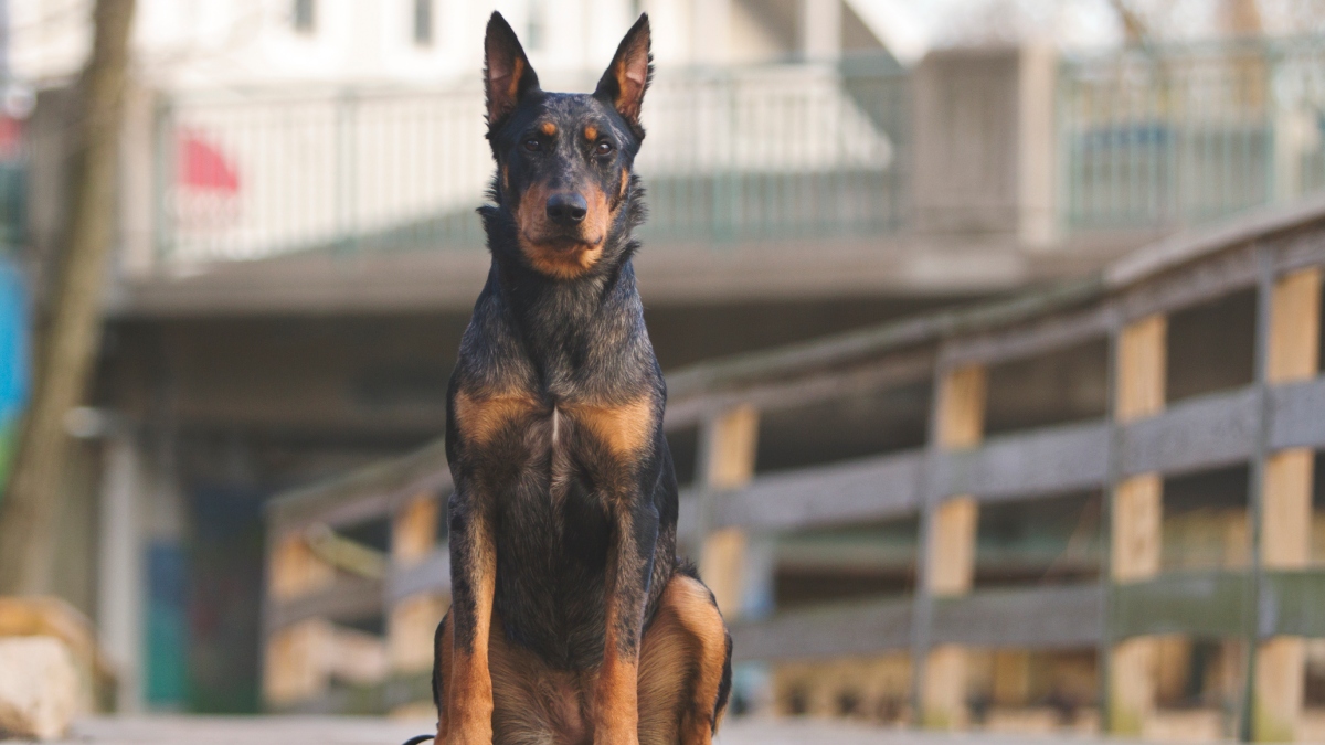 Perros de raza Doberman