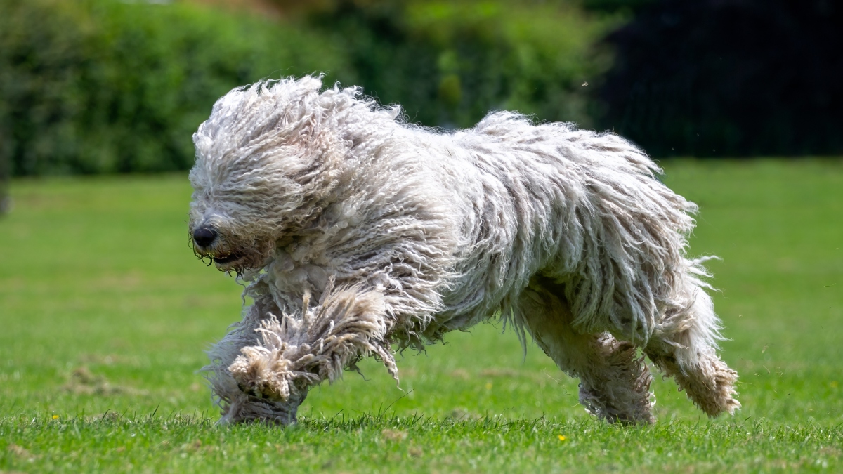 Perros de raza Komondor