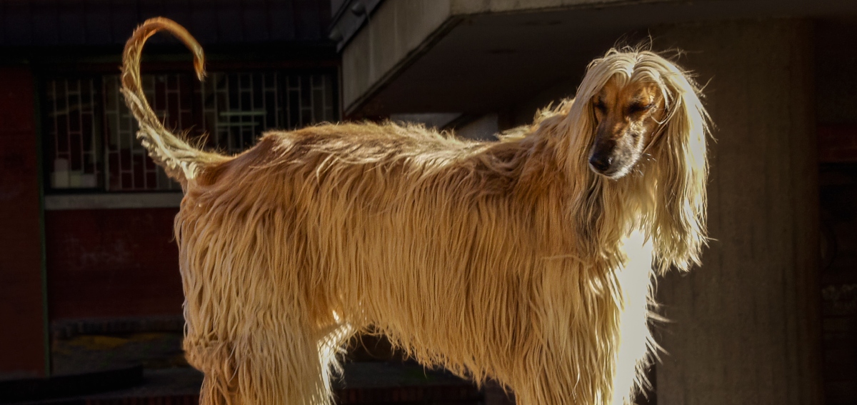 Perros de raza Lebrel Afgano