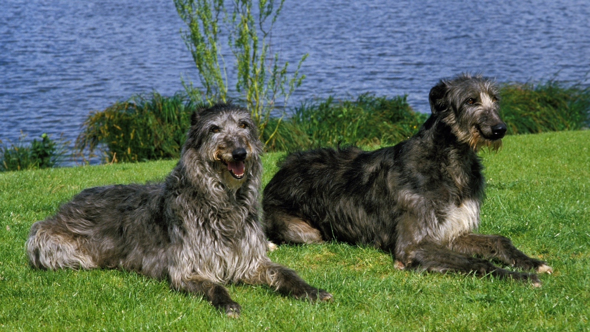 Perros de raza Lebrel escocés