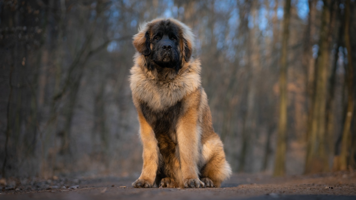 Perros de raza Leonberger