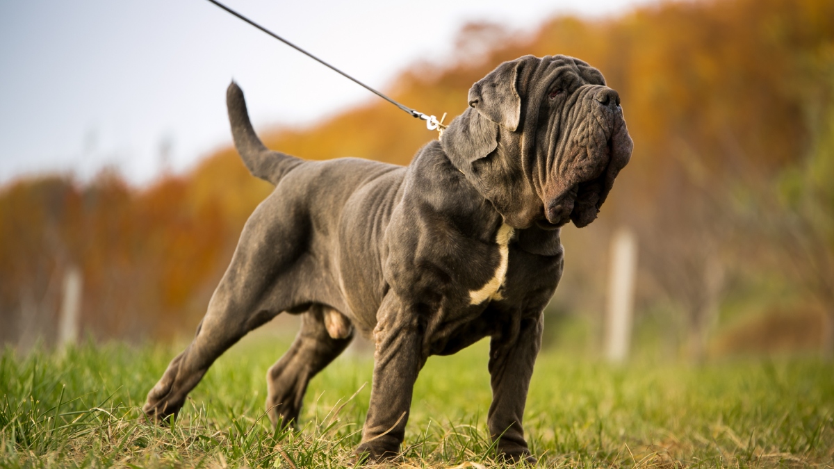 Perros de raza Mastín napolitano