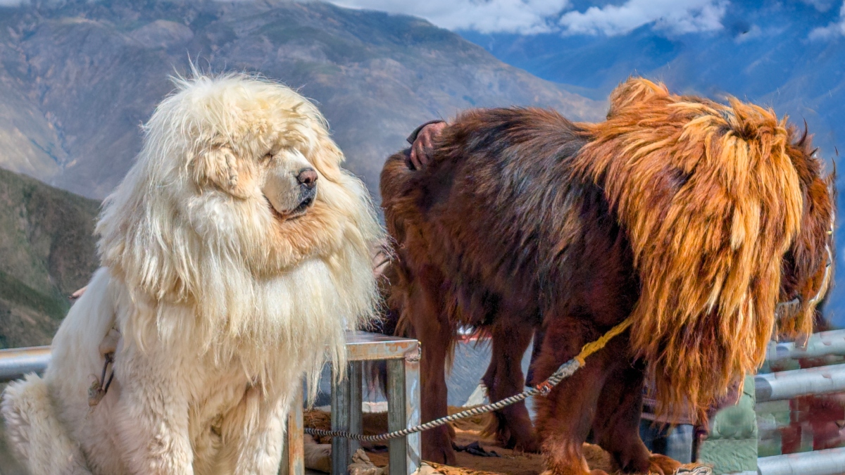 Perros de raza Mastín tibetano