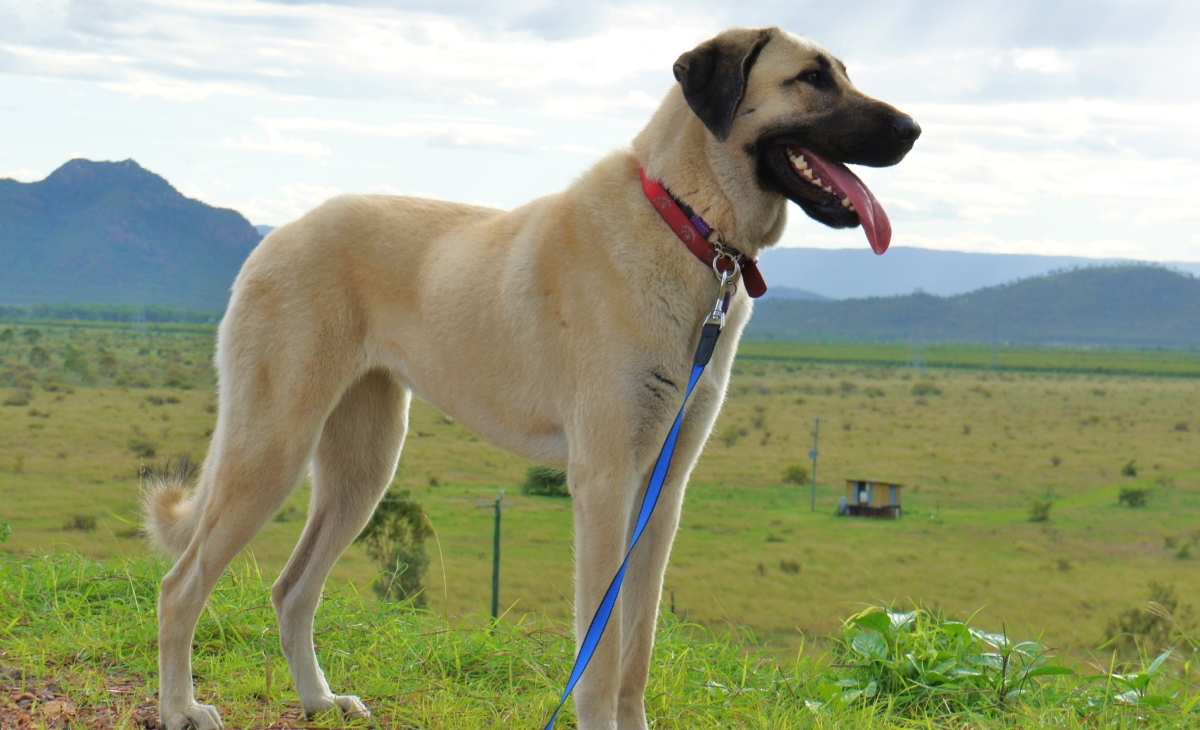 Perros de raza Pastor de Anatolia