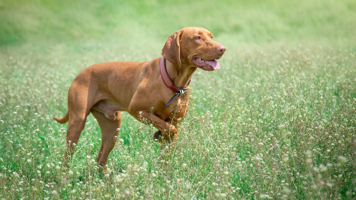 Perros de raza Pointer Inglés