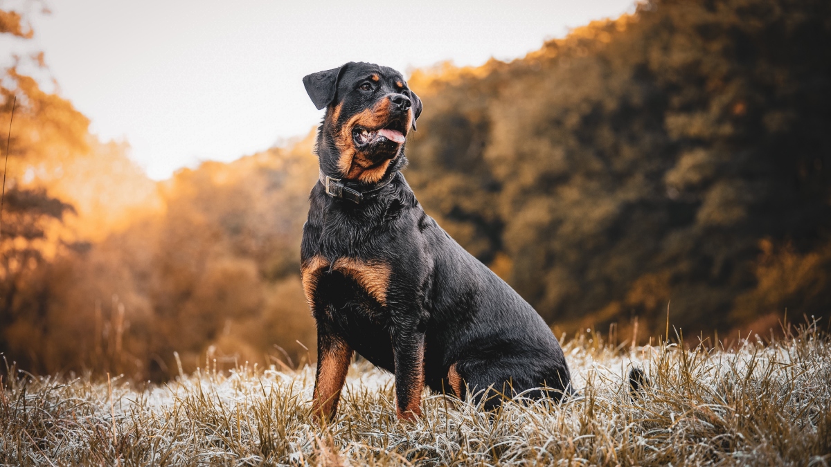 Perros de raza Rottweiler