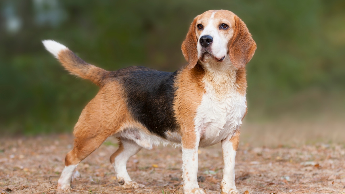 Perros de raza Sabueso