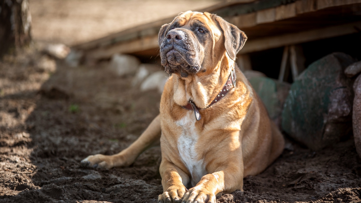 Perros de raza Tosa Inu