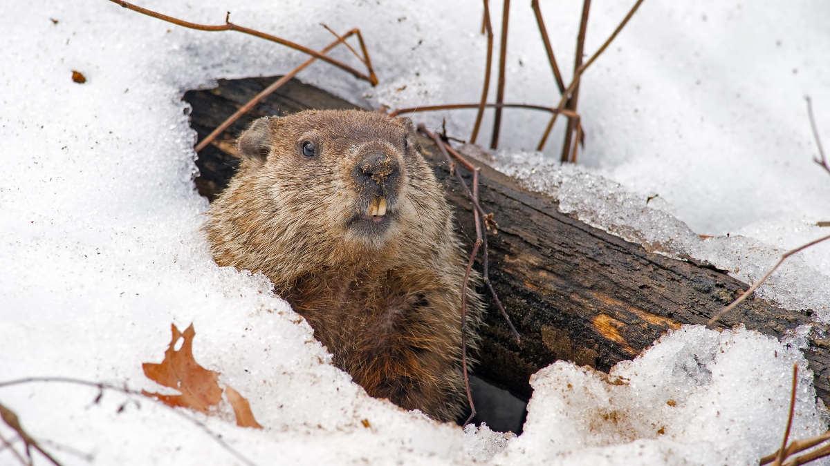 Marmota